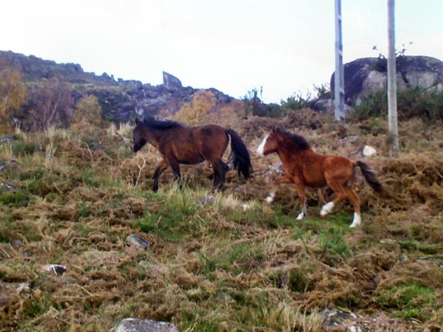 Cavalos selvagens - Ponte da Barca