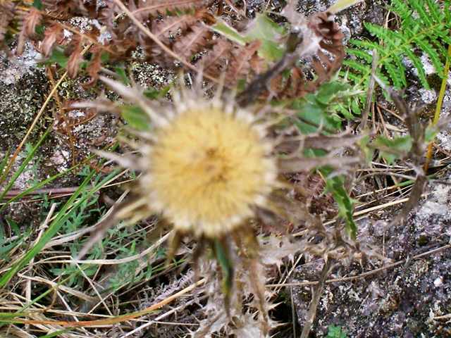 A Flora dos Rios