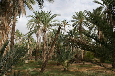 Palmeral de Nefta