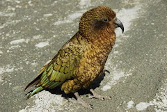 Kea