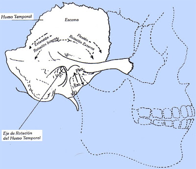 Las suturas del craneo - El hueso temporal - eje de movimiento