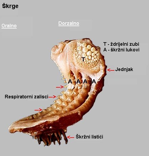 Plovkarenje ribolov: Škrge U Ribe
