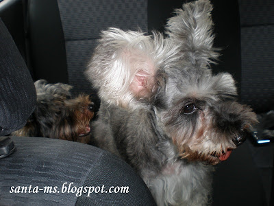 Miniature-Schnauzer Silky-Terrier Miniature-Schnauzer Silky-Terrier
