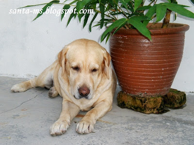 Labrador Labrador