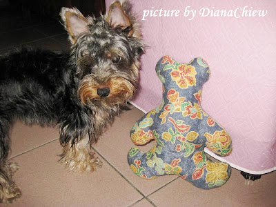 Silky-Terrier Silky-Terrier