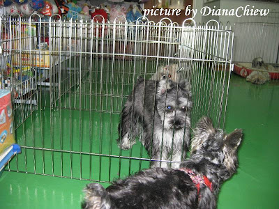 Silky-Terrier Silky-Terrier