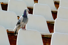 PACE PE STADIOANE !