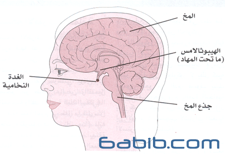 الغدة النخامية