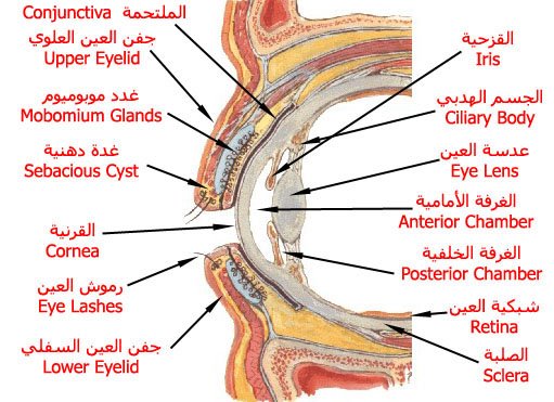 تشريح العين