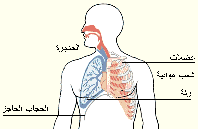 الجهاز التنفسي