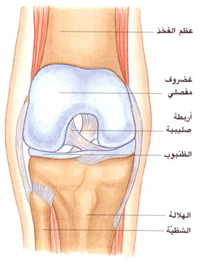 الركبة