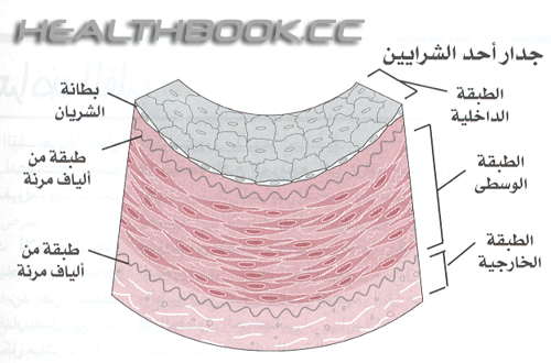 جدار احد الشرايين