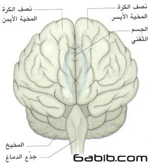 بنية الدماغ