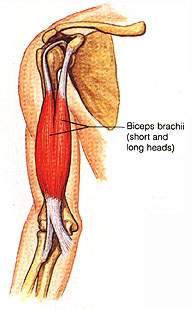 biceps%20brachii.jpg