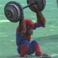 20110117+Spider-Chimp+with+Barbell.jpg