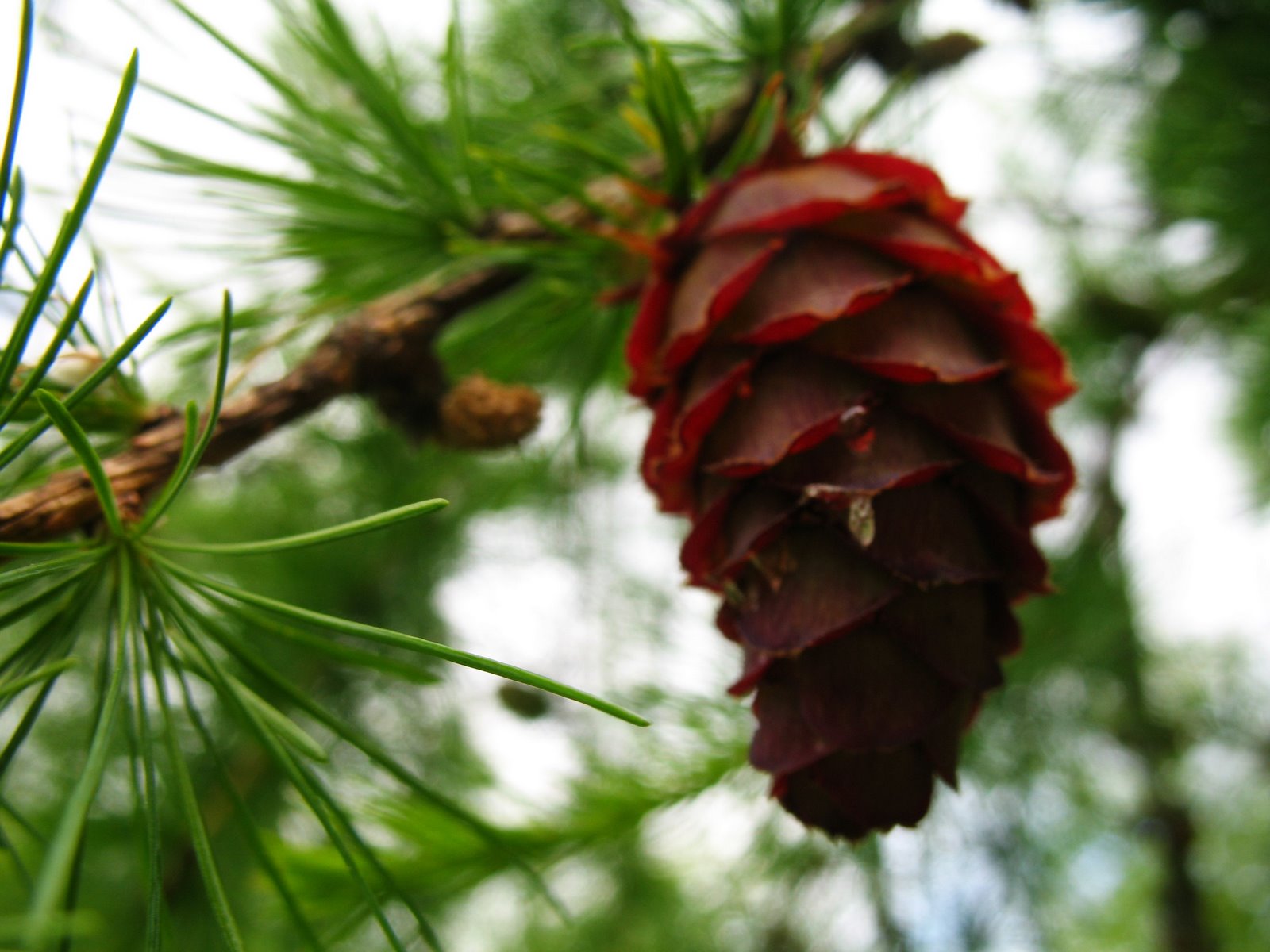 [blurry+pine+cone.jpg]