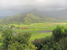 Taro Fields