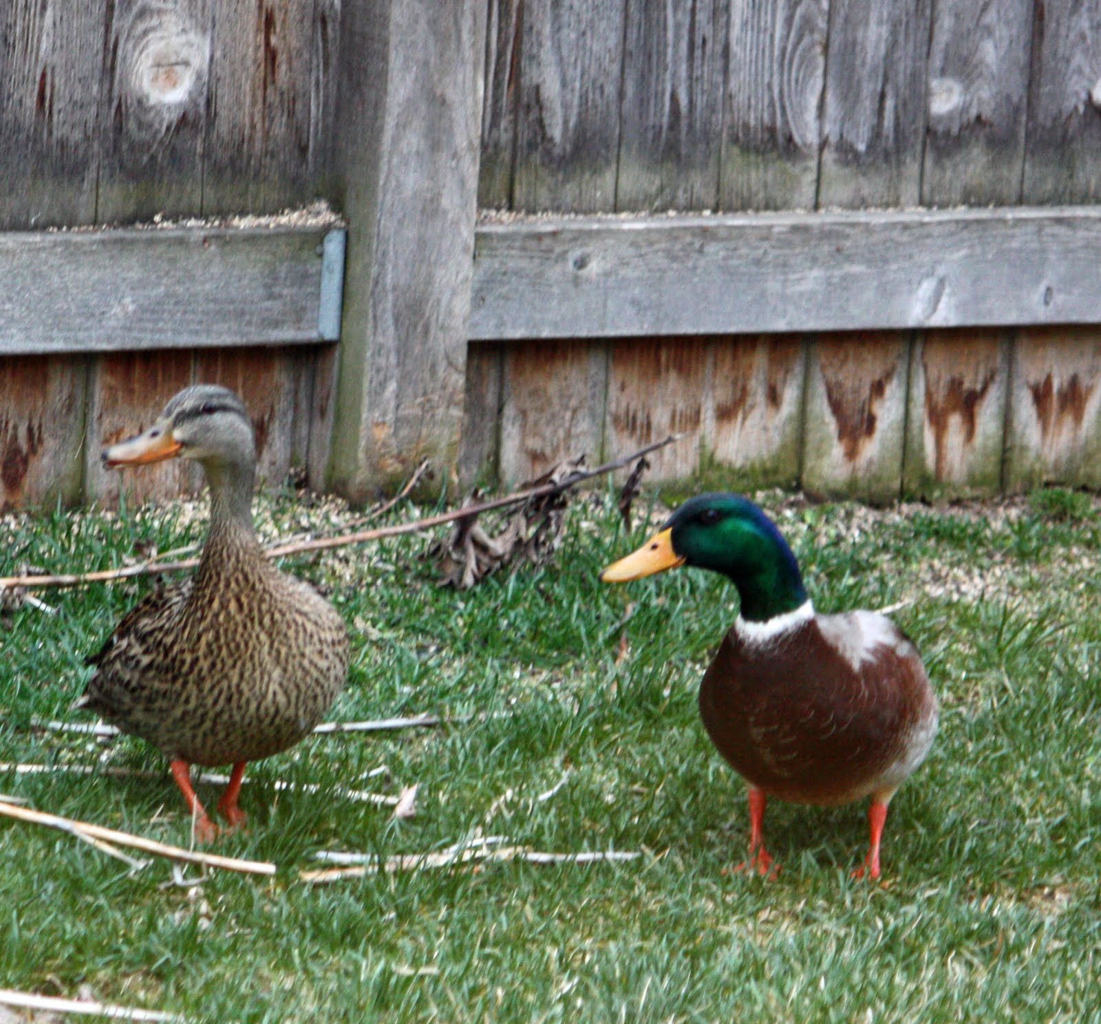 Boise Daily Photo Garden Shot Backyard Ducks