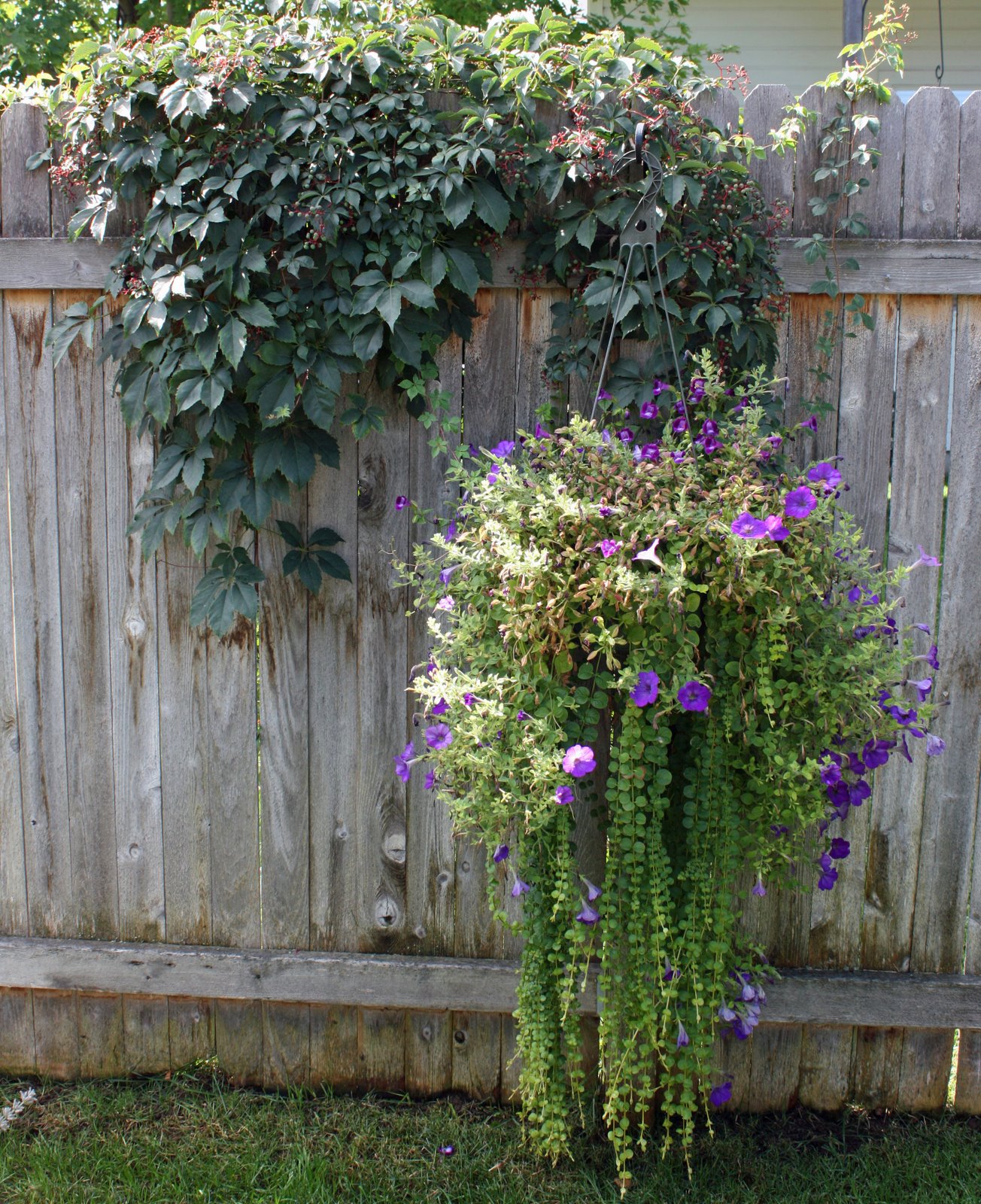 [Purple+hanging+basket.jpg]