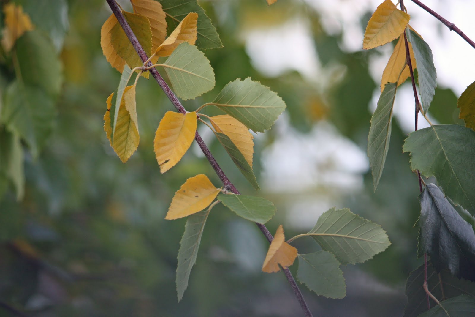 Boise Daily Photo October 2010