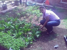 COSECHANDO LEGUMBRES DEL HUERTO BIOINTENSIVO