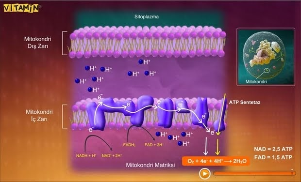 10 FB BiYoLoJi GüNLüKLeRiİİ