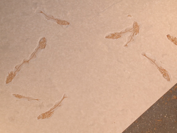 [fossilstickles]