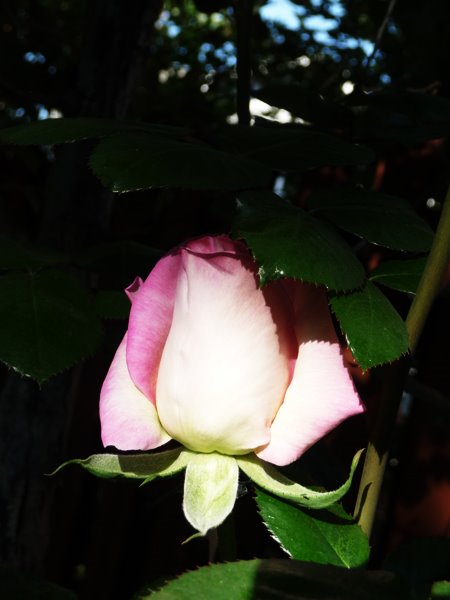 [rose1.jpg]