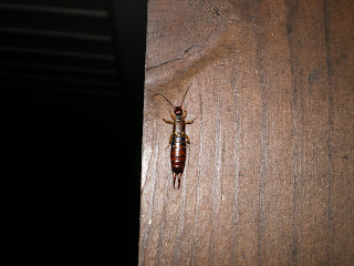 Are Earwigs Poisonous