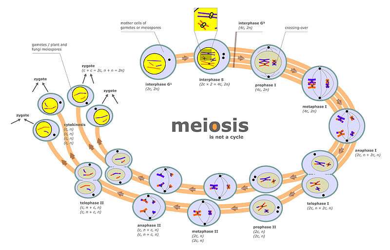 meiosis and mitosis. meiosis and mitosis.