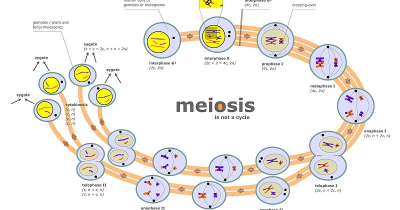 ap biology essay mitosis meiosis ap biology essay mitosis meiosis