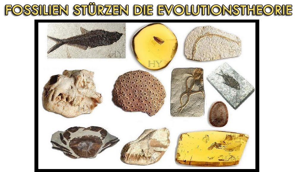 FOSSILIEN STÜRZEN DIE EVOLUTIONSTHEORIE