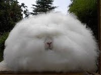 Giant Angora