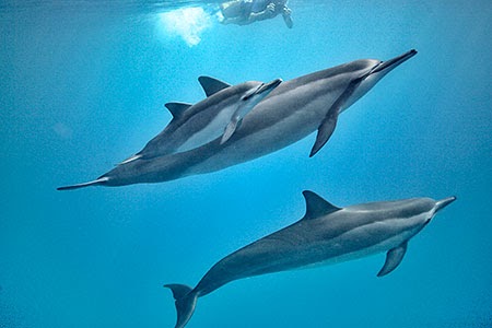 The Adventures of Maui Don - Dolphin Dude: Dolphin Sex