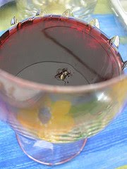 [flywineglassshanik.jpg]