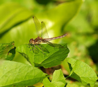 Common Darter
