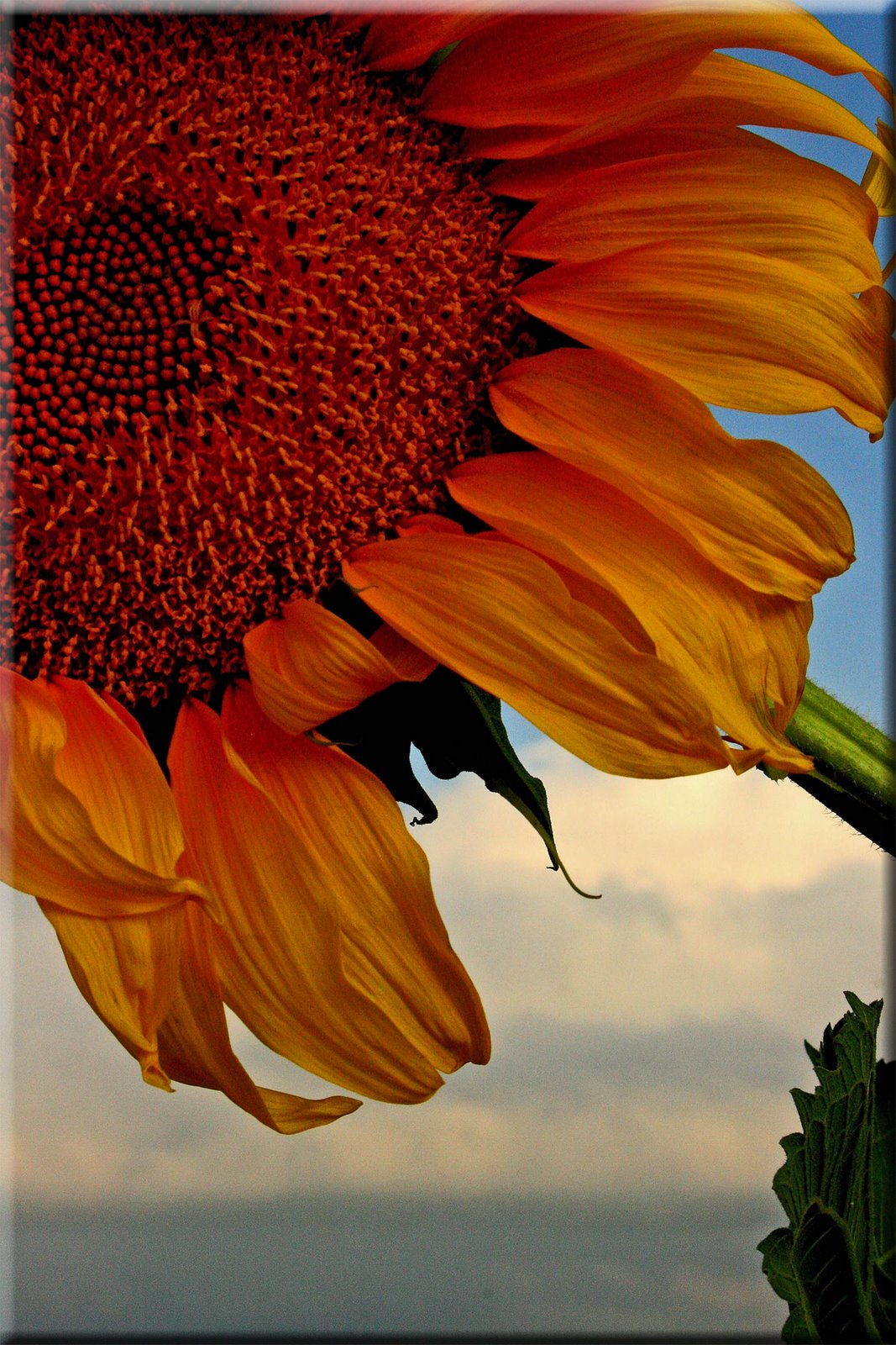 [Showalter,sunflower+in+sky.jpg]