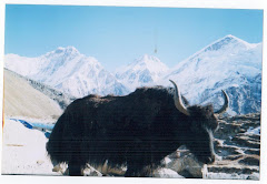 Yak