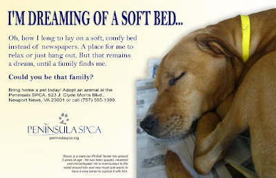 Cat adoption profile examples image