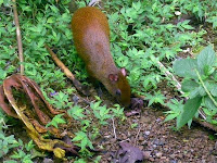 agouti