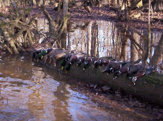 Shocking Sc Duck Hunting Season Predictions - dtm89z2