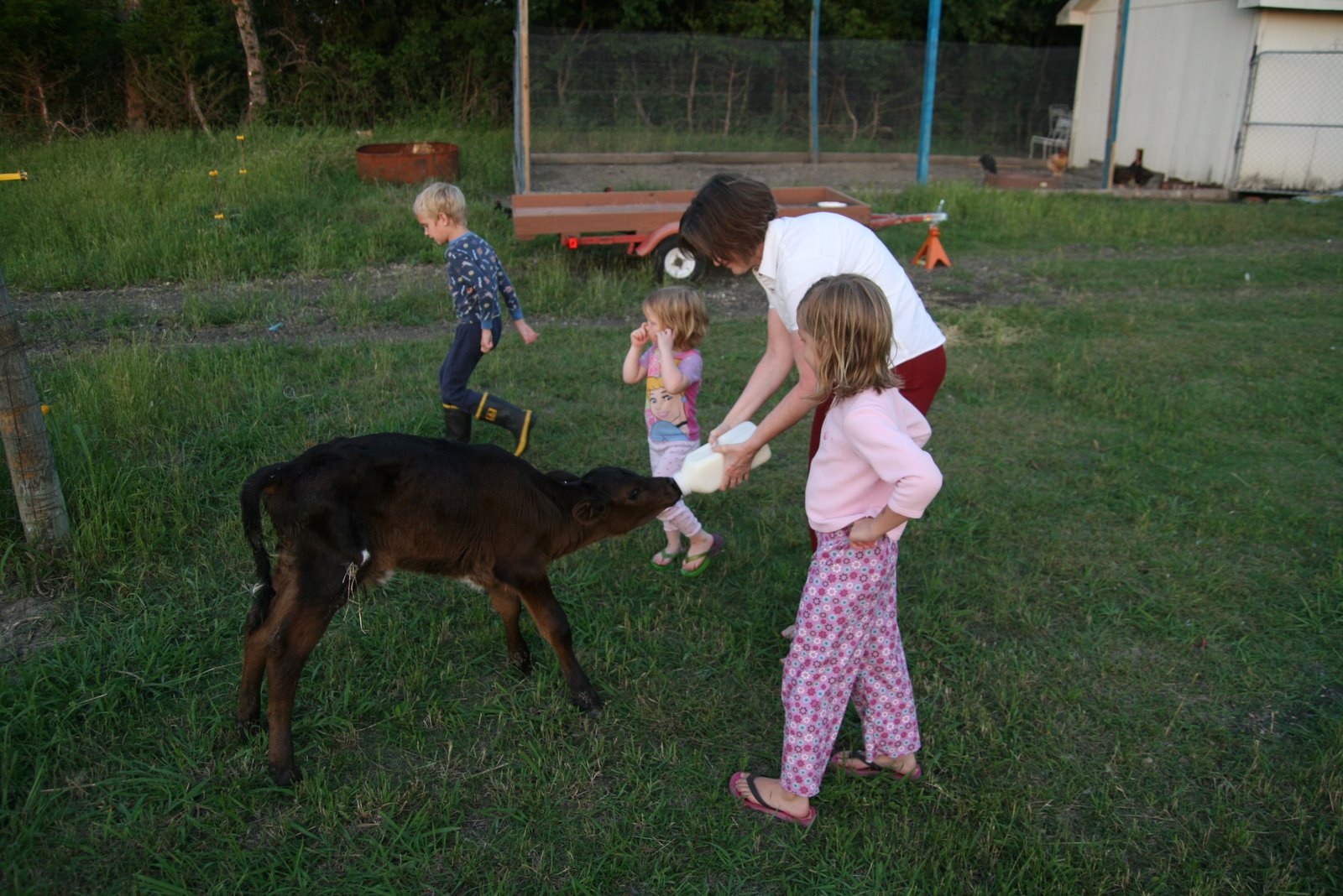 Weaning a bottle calf - Cattle