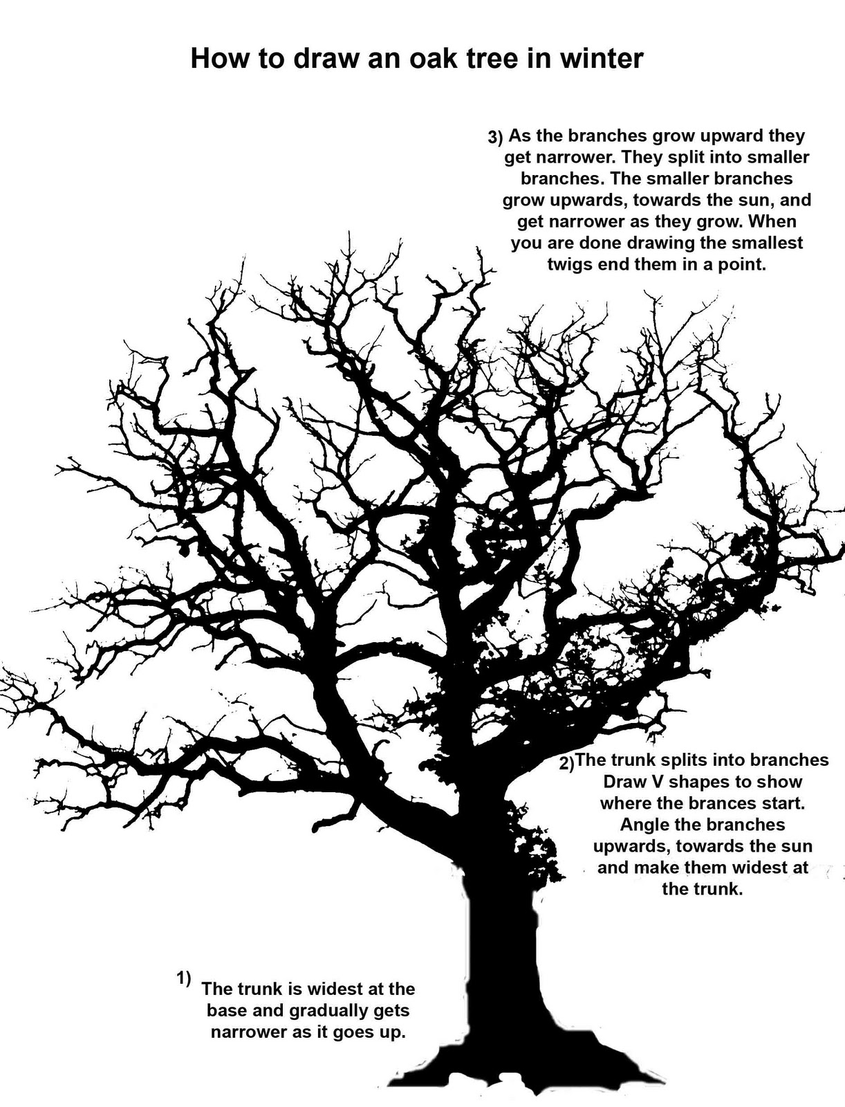 oak leaves drawing
