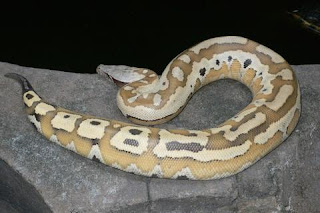 Reptil Endemik Indonesia Sumatran Blood Python