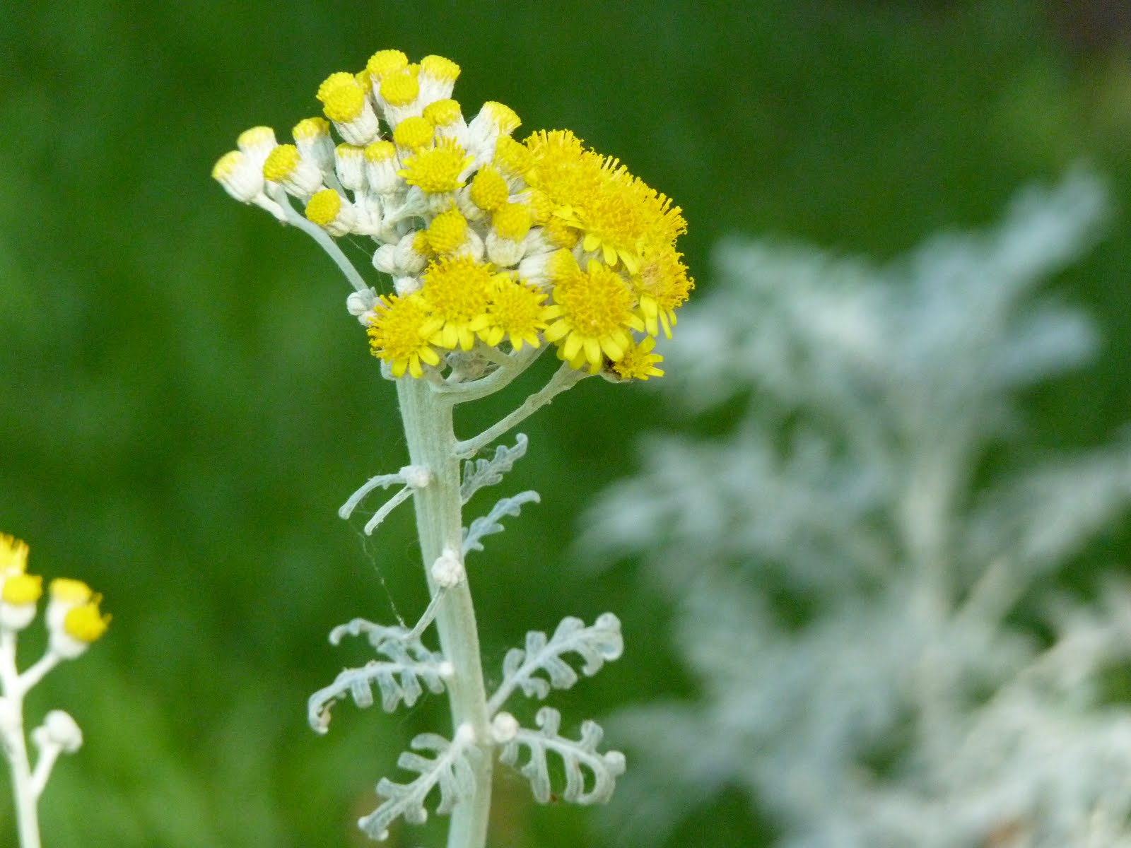 Houston Gardens Dusty Miller Blooms