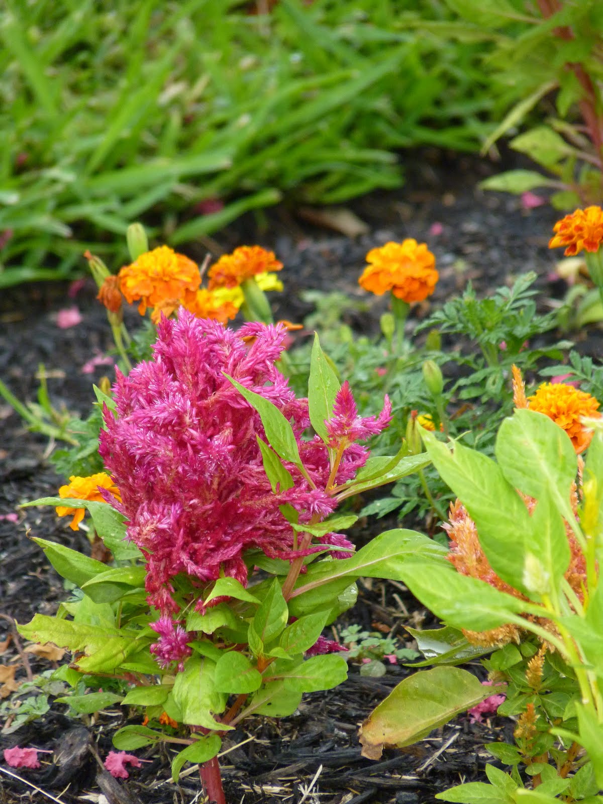 Houston Gardens Colorful Bedding Plants