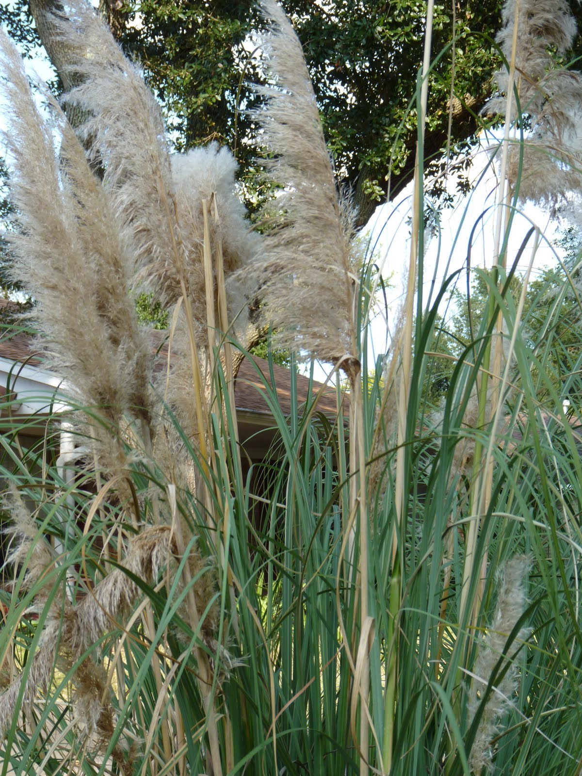 Houston Gardens Pampas Grass
