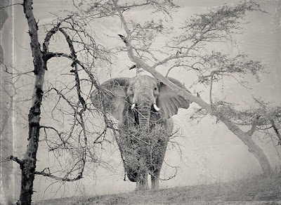 Andy Anderson Photography