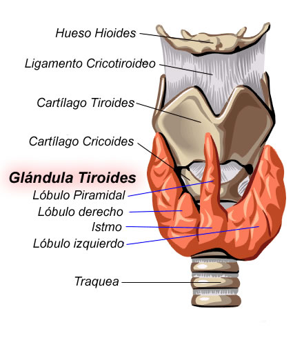 Tratamiento Natural Para La Tiroiditis Subaguda