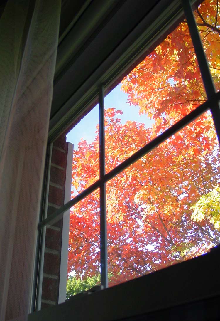 [fall-leaves.jpg]